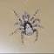 Springspinne