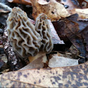 Gray morel