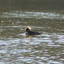 Hooded Merganser