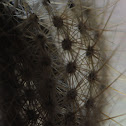 Cactus skeleton