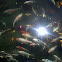 koi farm