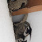Common House Martin, avión común