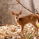 Spotted Deer