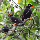 Hill Myna