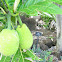 Breadfruit
