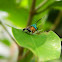 Metalmark Moth