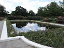 Rose Garden Pond