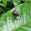 Assassin bug