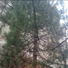 Pinus thunbergi - Japanese black pine