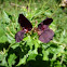 Bush Vetch