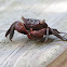 Mangrove Tree Crab
