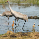 Sandhill Crane