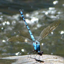 Common Blue Damselfly