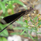 Variable (Black) Dancer