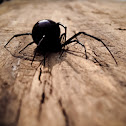 Black Widow