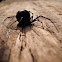 Black Widow