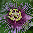 Pasiflora