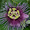Pasiflora