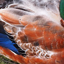 Mallard