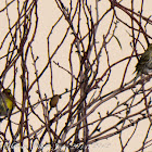 Serin; Verdecillo