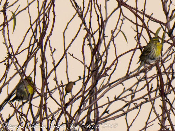 Spotting Image 1