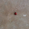 Multicolored Asian lady beetle