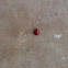 Multicolored Asian lady beetle