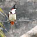 Red-whiskered Bulbul