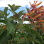 Firebush