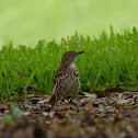 Brown Thrasher