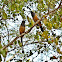 Rufous Treepie