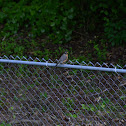 American Robin