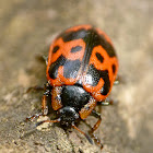 Knab's leaf beetle
