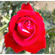 Rose.