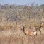 Red Hartebeest