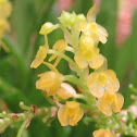 Orquídea