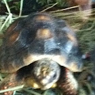 Red footed turtle