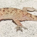Mediterranean house gecko