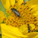 Bee