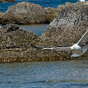 Gaviota dominicana
