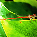 Common Orange