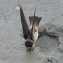 Cliff Swallow