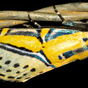 Hieroglyphic Moth