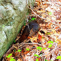 Wild turkey