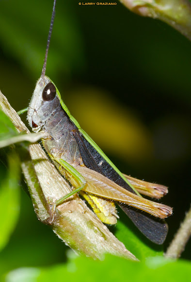 Spotting Image 1