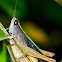 Grasshopper