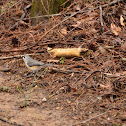 Tufted Titmouse