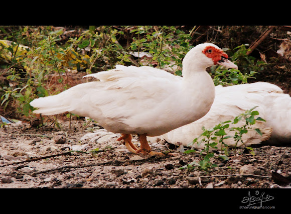 Spotting Image 1