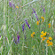 Bird Vetch & ?