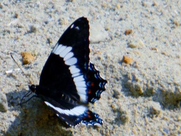 Spotting Image 1